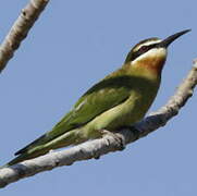 Olive Bee-eater