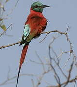 Northern Carmine Bee-eater