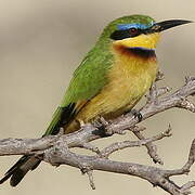 Little Bee-eater