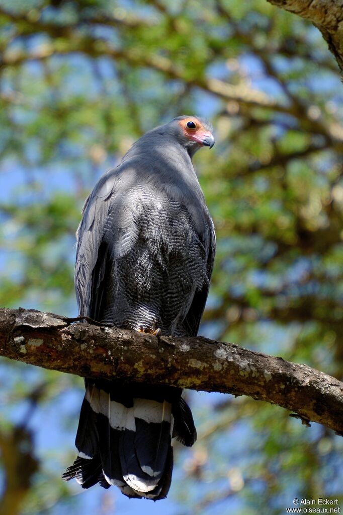 African Harrier-Hawk