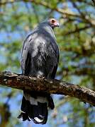 African Harrier-Hawk