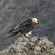 Bearded Vulture