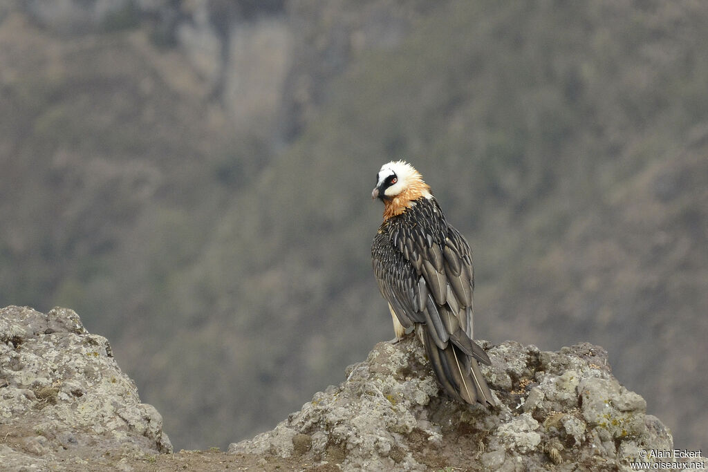 Gypaète barbu