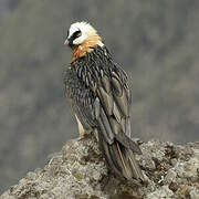 Bearded Vulture