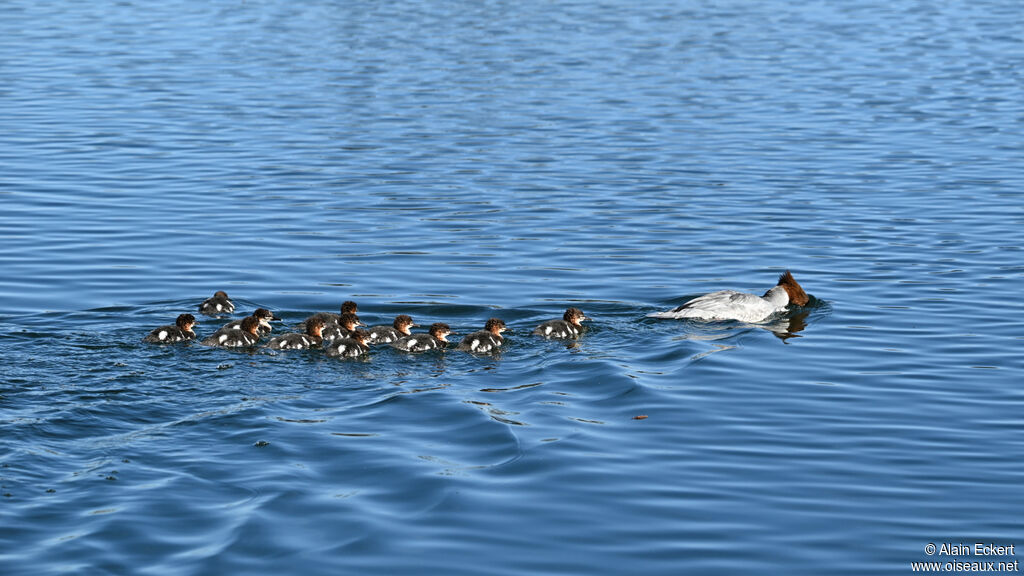 Common Merganser