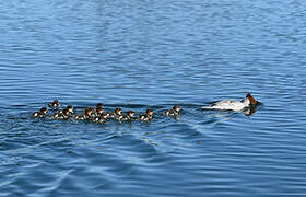 Common Merganser