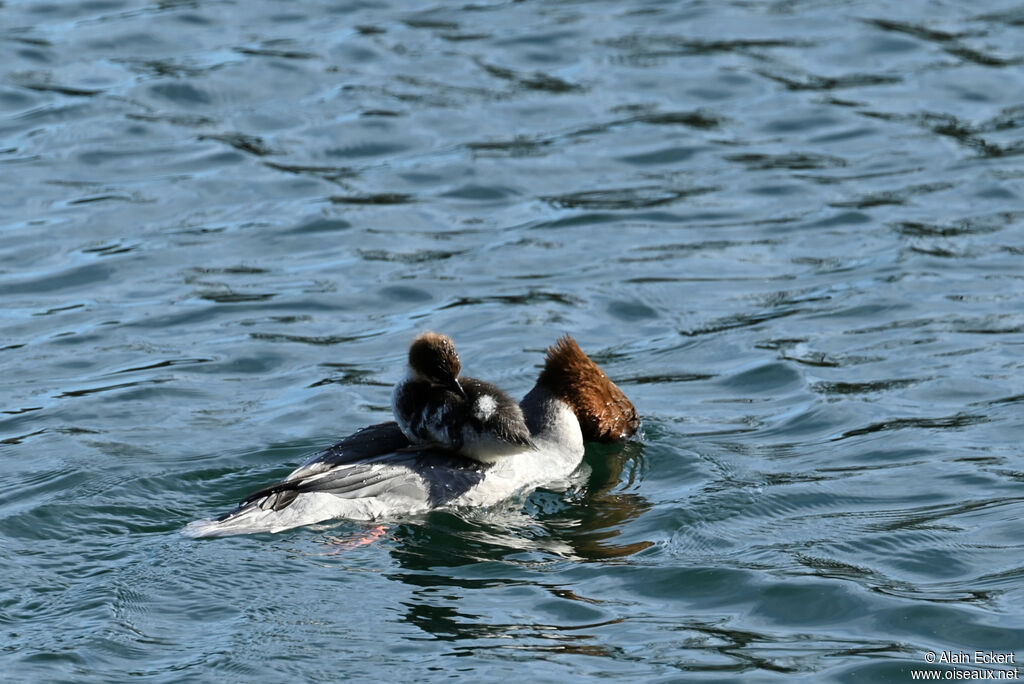 Common Merganser