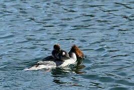 Common Merganser