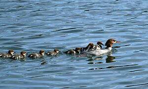 Common Merganser