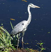 Grey Heron