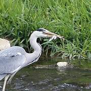 Grey Heron