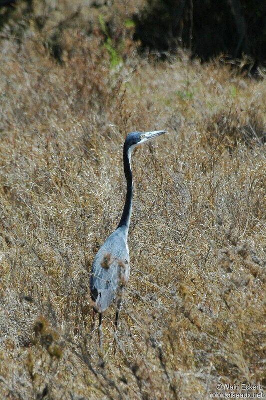 Black-headed Heron