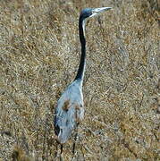 Black-headed Heron