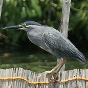 Striated Heron