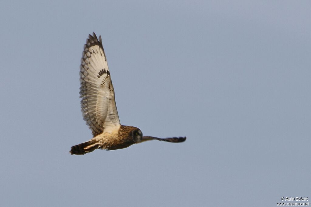 Short-eared Owl