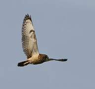 Short-eared Owl