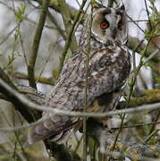 Long-eared Owl