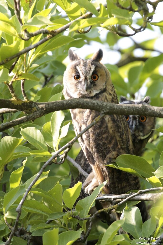 Long-eared Owl