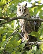 Long-eared Owl