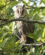 Long-eared Owl