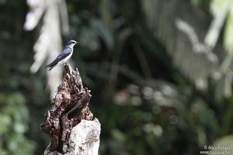 Mangrove Swallow