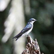 Mangrove Swallow