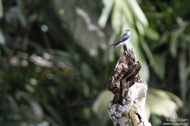 Hirondelle des mangroves