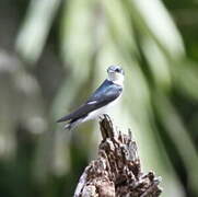 Mangrove Swallow