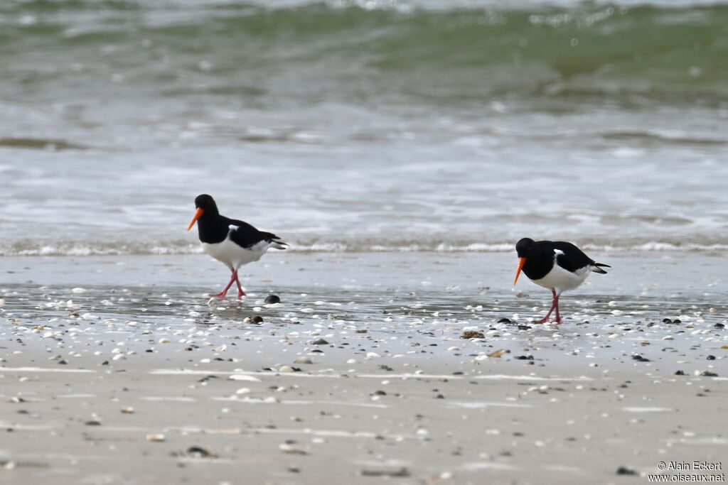 Eurasian Oystercatcher