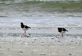 Eurasian Oystercatcher