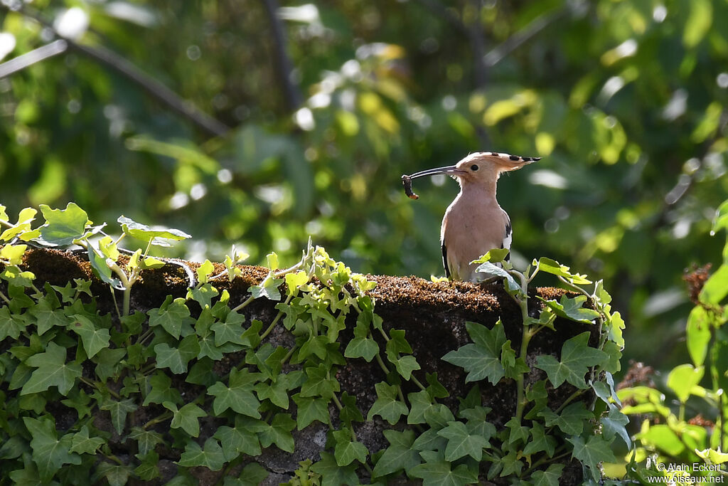 Eurasian Hoopoe