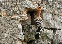 Eurasian Hoopoe