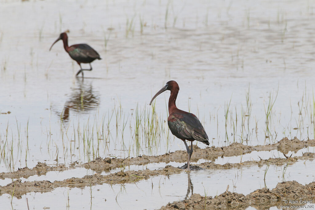 Glossy Ibis