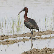 Glossy Ibis