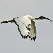 African Sacred Ibis