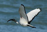 Ibis sacré