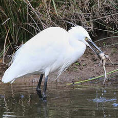 Aigrette garzette