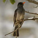 Bulbul de Madagascar
