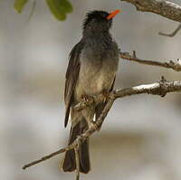 Bulbul de Madagascar