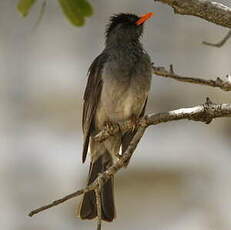 Bulbul de Madagascar