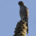 Banded Kestrel