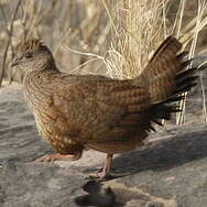 Poulette de roches