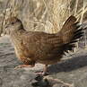 Poulette de roches