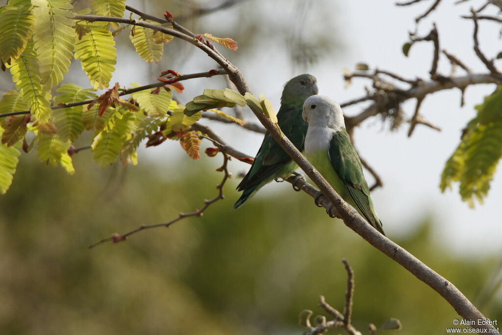 Grey-headed Lovebird