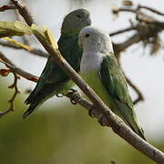 Grey-headed Lovebird