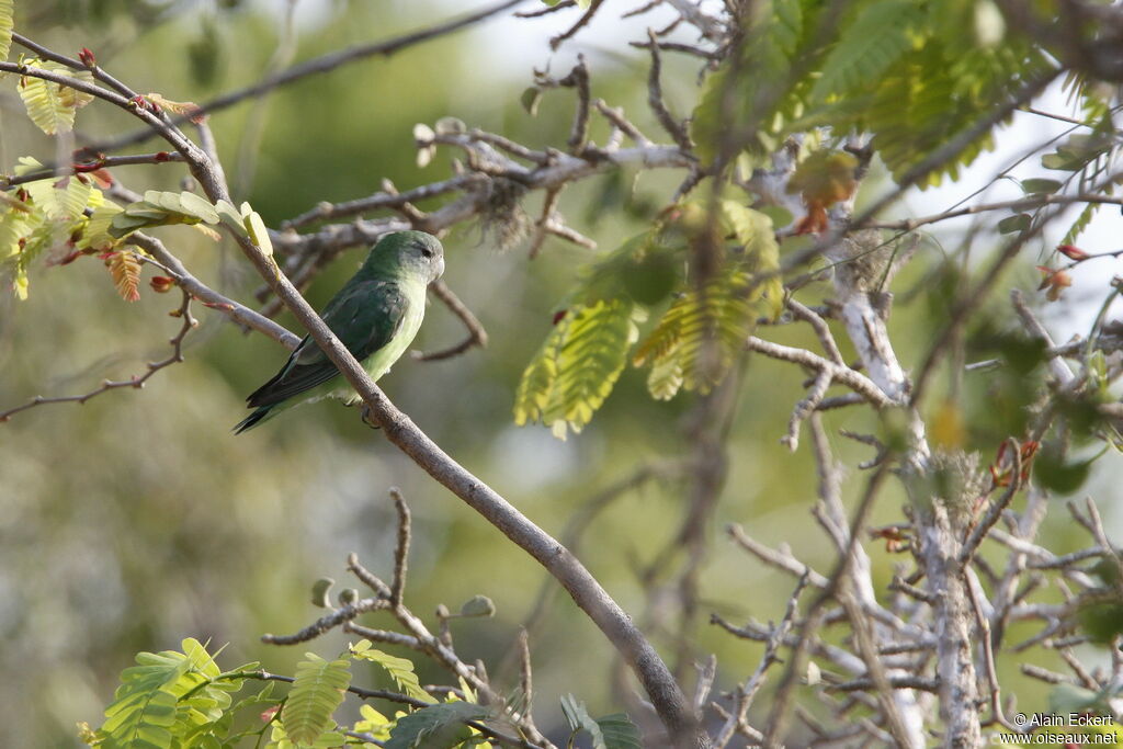 Grey-headed Lovebird