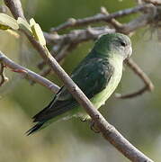 Grey-headed Lovebird