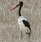 Saddle-billed Stork