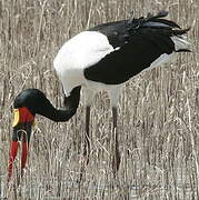 Saddle-billed Stork