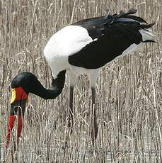 Jabiru d'Afrique